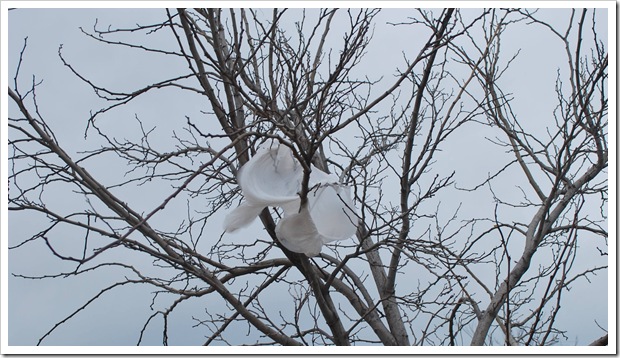 Bag In A Tree