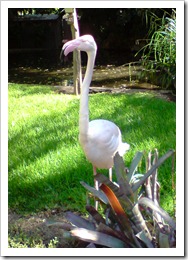 Flamingo at Adelaide zoo.