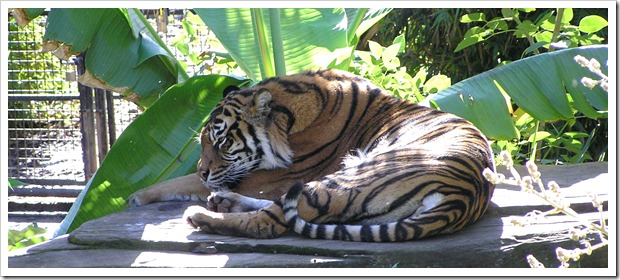 Tiger On A Rock