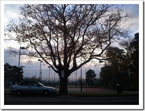A bare tree in Williamstown.