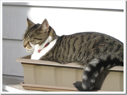 Thomas Cat Planter Box-1